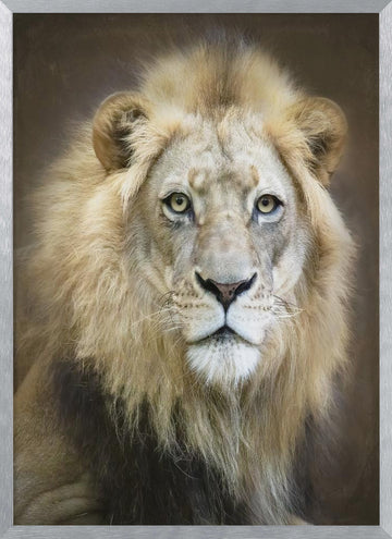 Majestic Lion Gaze | Poster - Silver Frame Interior