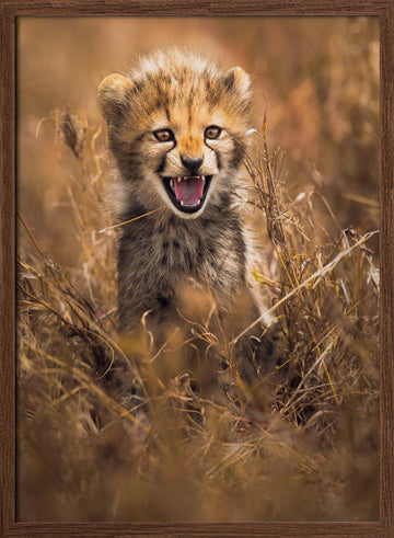 Fierce Cheetah Cub | Poster - Walnut Frame Interior