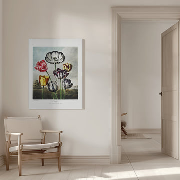Tulips from The Temple of Flora (1807) | Canvas - Room Interior 1