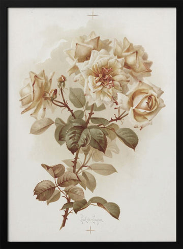 Yellow Roses; Reve D'or Roses | Poster - Black Metal Frame Interior