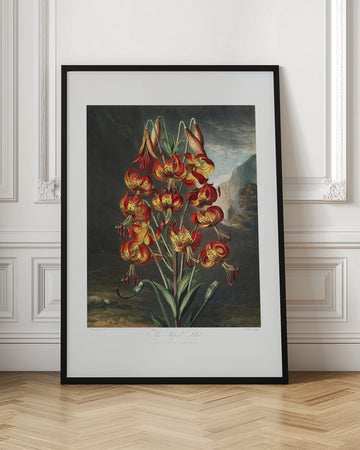 The Superb Lily from The Temple of Flora (1807) | Poster - Room Interior 1