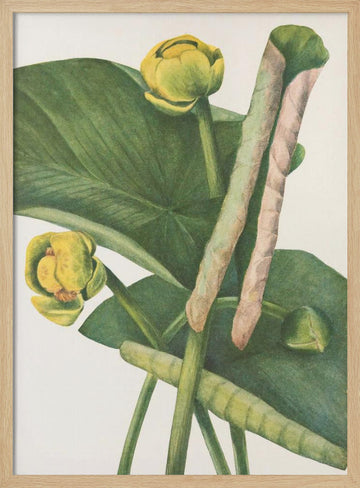 Spatterdock From North American Wildflowers (1925) By Mary Vaux Walcott. | Poster - Wood Frame Interior