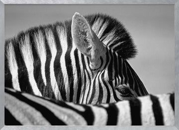 Elegant Zebra Profile | Poster - Silver Frame Interior