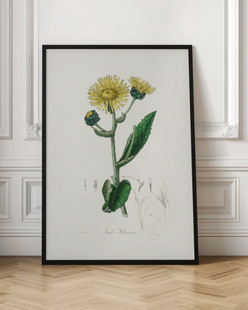 Elecampane (inula Helenium) Medical Botany | Poster - Room Interior 1