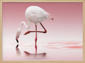 Pink Flamingo Reflection | Poster - Wood Frame Interior