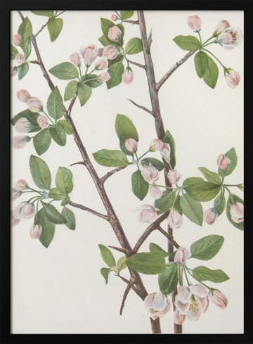 Wild Sweet Crab From North American Wildflowers (1925) By Mary Vaux Walcott. | Poster - Black Metal Frame Interior