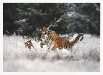 Playful Winter Tigers | Poster - White Frame Interior