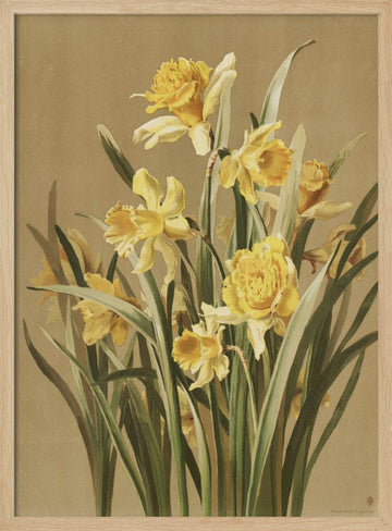 Daffodils | Poster - Wood Frame Interior
