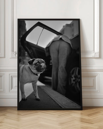 Pug's Funny Moment | Poster - Room Interior 1