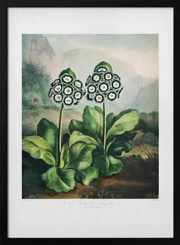 A Group of Auriculas from The Temple of Flora 2 (1807) | Poster - Black Metal Frame Interior