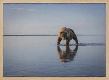 Majestic Bear Reflection | Poster - Wood Frame Interior