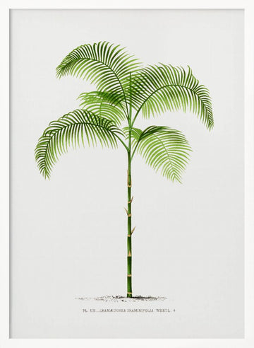 Xiii Chamaedorea G | Poster - White Frame Interior