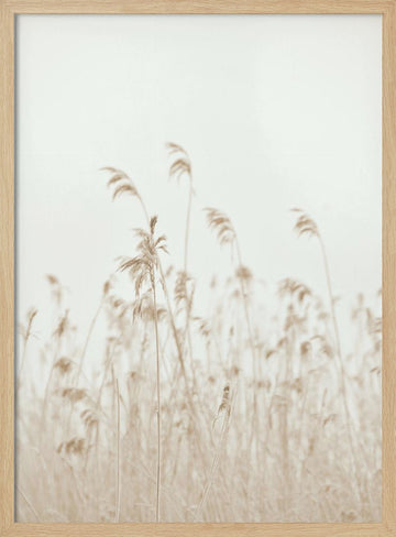 Soft Swaying Reeds | Poster - Wood Frame Interior