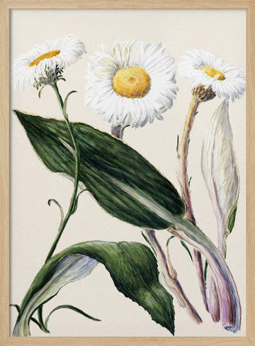 New Zealand Mountain Daisies Drawn By Sarah Featon (1848–1927 | Poster - Wood Frame Interior