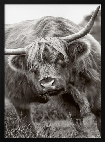 Majestic Highland Cow | Poster - Black Metal Frame Interior