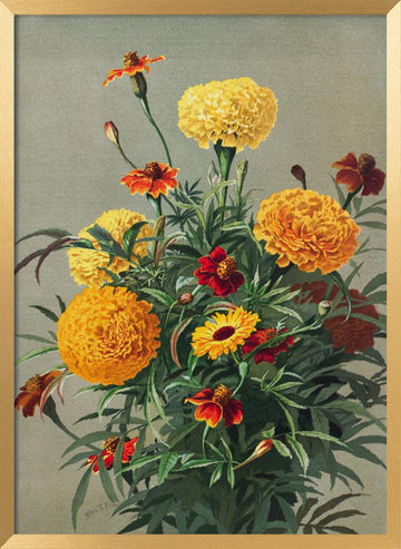 Marigolds | Poster - Gold Frame Interior
