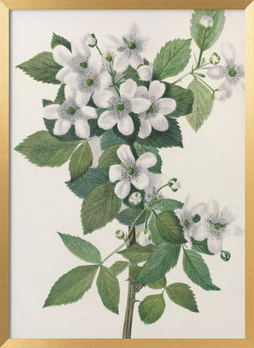 Highbush Blackberry From North American Wildflowers (1925) By Mary Vaux Walcott. | Poster - Gold Frame Interior