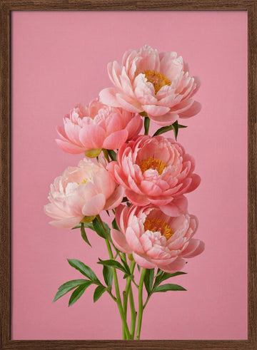 Delicate Pink Peonies | Poster - Walnut Frame Interior