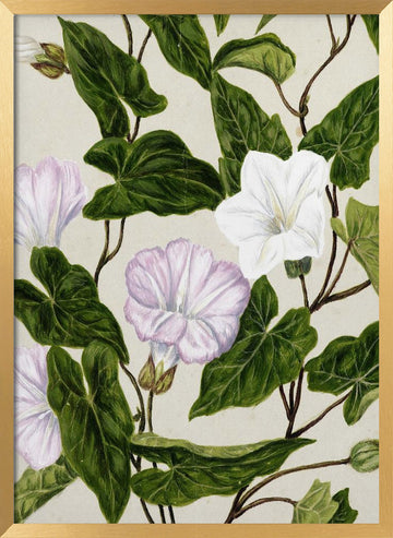 Bindweed Pohu By Sarah Featon (1848–1927) | Poster - Gold Frame Interior