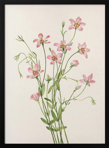 Saltmarsh Rose Gentian From North American Wildflowers (1925) By Mary Vaux Walcott. | Poster - Black Metal Frame Interior