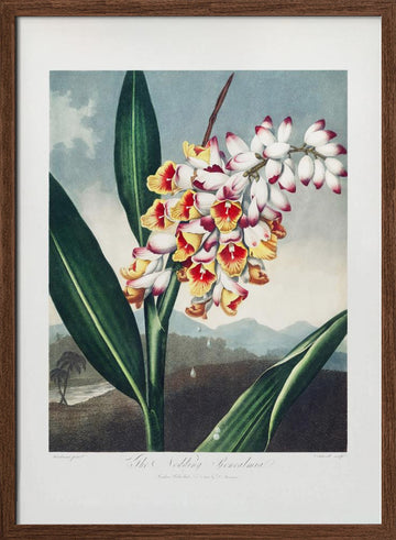The Nodding Renealmia from The Temple of Flora (1807) | Poster - Walnut Frame Interior