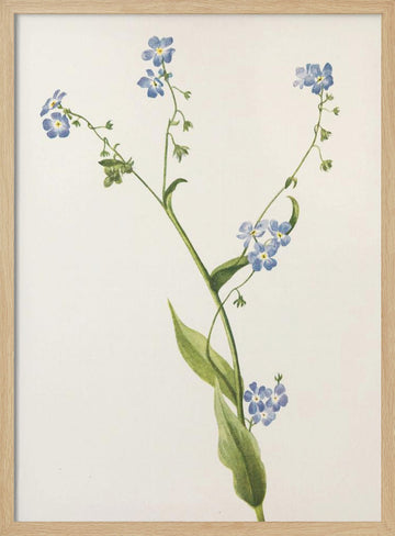 Bur Forget Me Not From North American Wildflowers (1925) By Mary Vaux Walcott | Poster - Wood Frame Interior