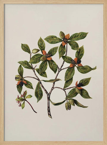 Tawhirikaro Drawn By Sarah Featon (1848–1927) | Poster - Wood Frame Interior