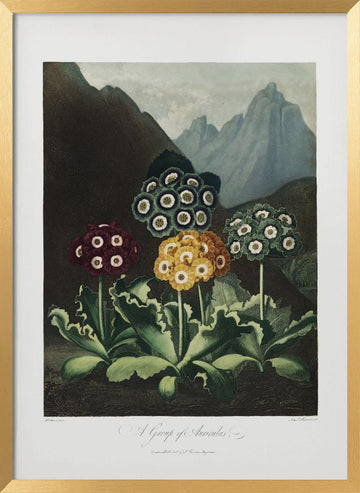 A Group of Auriculas from The Temple of Flora (1807) | Poster - Gold Frame Interior