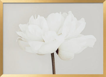 White Peony Bloom | Poster - Gold Frame Interior