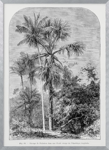 Vintage Palm Tree Drawing Iv | Poster - Silver Frame Interior