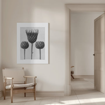 Serratula Nudicaulis | Canvas - Room Interior 1