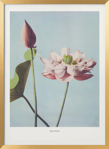  Lotus Flowers | Poster - Gold Frame Interior