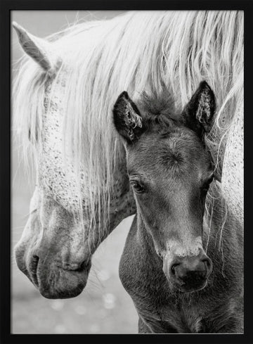 Mare and Foal | Poster - Black Metal Frame Interior