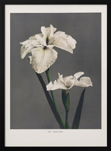 Iris Kæmpferi | Poster - Black Metal Frame Interior