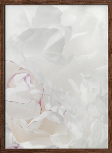 Soft Peony Petals | Poster - Walnut Frame Interior