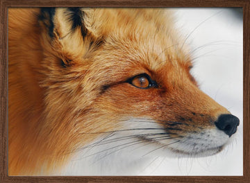 Observant Red Fox | Poster - Walnut Frame Interior