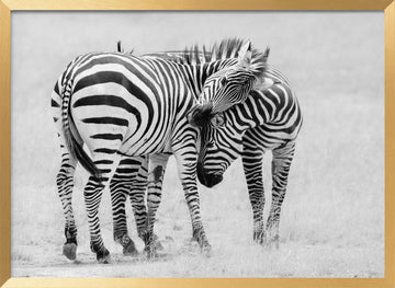 Wild Zebras Bonding | Poster - Gold Frame Interior