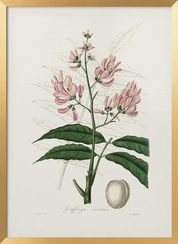 Geoffroya Inermis Medical Botany | Poster - Gold Frame Interior