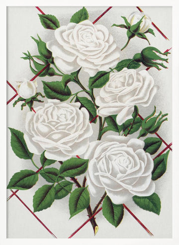 White Rose, Baltimore Belle Lithograph | Poster - White Frame Interior