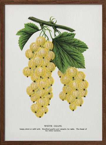 White Grape Lithograph | Poster - Walnut Frame Interior