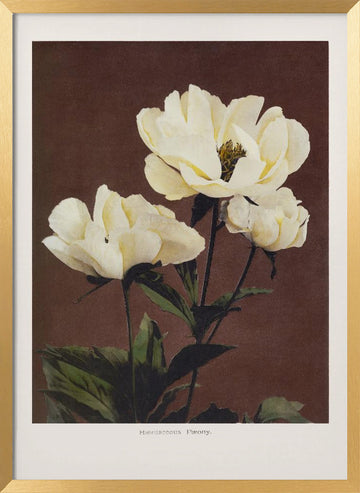 Hærdaceous Peony | Poster - Gold Frame Interior