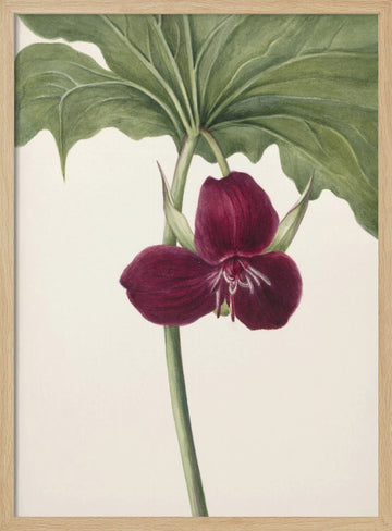 Sweet Trillium | Poster - Wood Frame Interior
