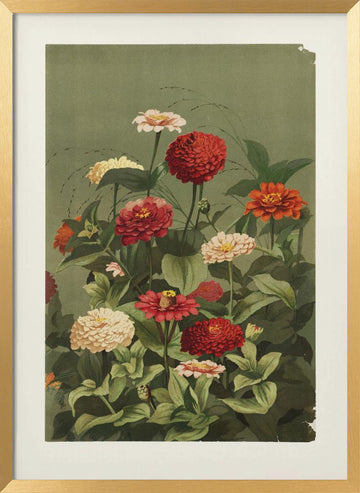 Zinnias By Ellen Thayer Fisher | Poster - Gold Frame Interior
