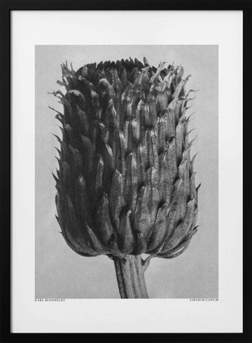 Cirsium Canum (Thistle) | Poster - Black Metal Frame Interior