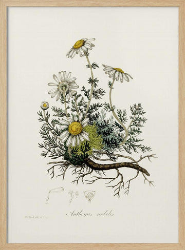 Chamomile (anthemis Nobilis) Medical Botany | Poster - Wood Frame Interior