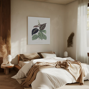 Green Bignonia Argyro Violascens Leaf Illustration | Canvas - Room Interior 2
