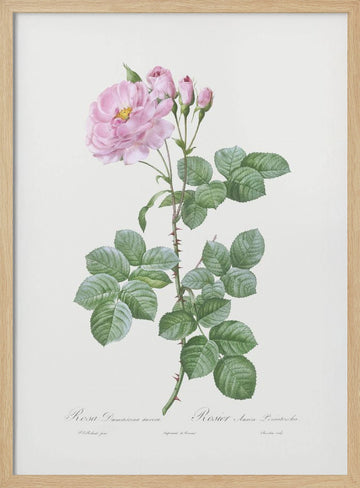 Aurora Poniatowska, Les Roses (1817–1824) | Poster - Wood Frame Interior