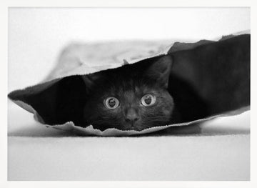 Curious Black Cat | Poster - White Frame Interior