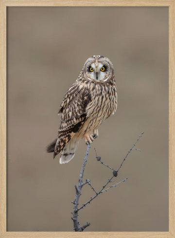 Watchful Short-eared Owl | Poster - Wood Frame Interior