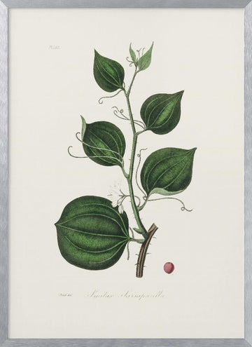 Lmilax Larsaparilla  Medical Botany | Poster - Silver Frame Interior
